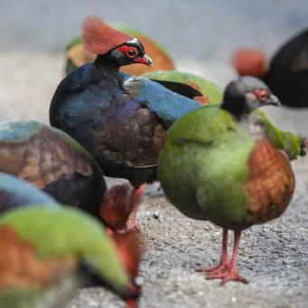 Roul roul birds in Rainforest Biome at Eden Project